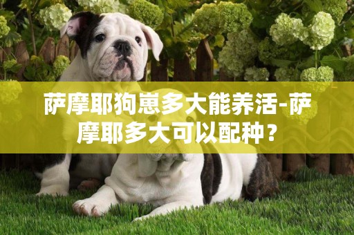 薩摩耶狗崽多大能養活-薩摩耶多大可以配種？