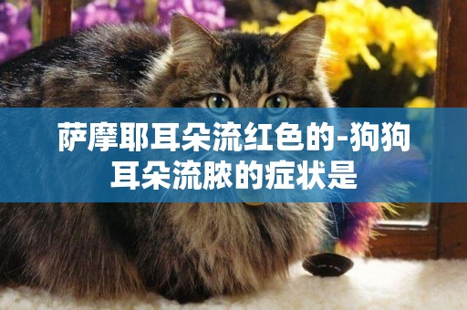薩摩耶耳朵流紅色的-狗狗耳朵流膿的癥狀是