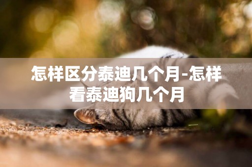 怎樣區分泰迪幾個月-怎樣看泰迪狗幾個月