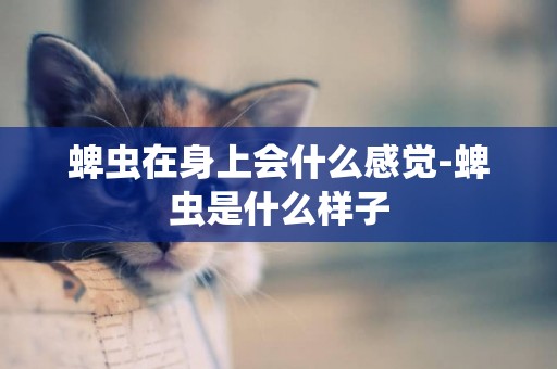 蜱蟲在身上會什么感覺-蜱蟲是什么樣子