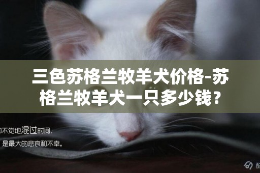 三色蘇格蘭牧羊犬價格-蘇格蘭牧羊犬一只多少錢？
