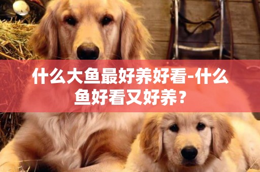 什么大魚最好養好看-什么魚好看又好養？