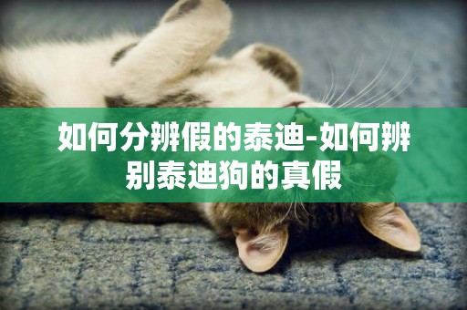 如何分辨假的泰迪-如何辨別泰迪狗的真假