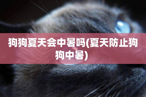 狗狗夏天會中暑嗎(夏天防止狗狗中暑) 