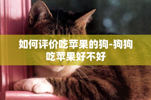 如何評價吃蘋果的狗-狗狗吃蘋果好不好