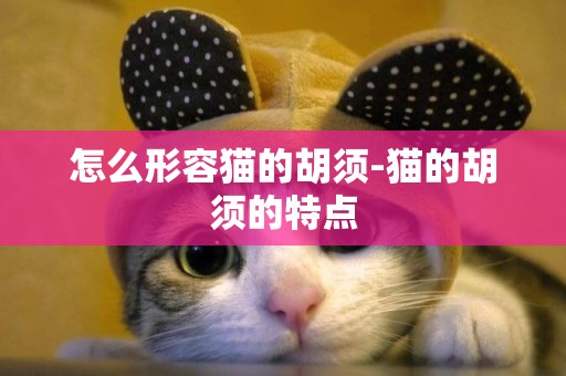 怎么形容貓的胡須-貓的胡須的特點