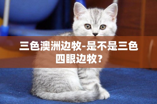 三色澳洲邊牧-是不是三色四眼邊牧？