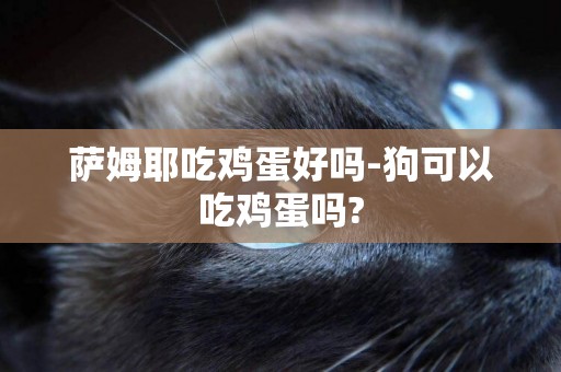 薩姆耶吃雞蛋好嗎-狗可以吃雞蛋嗎?
