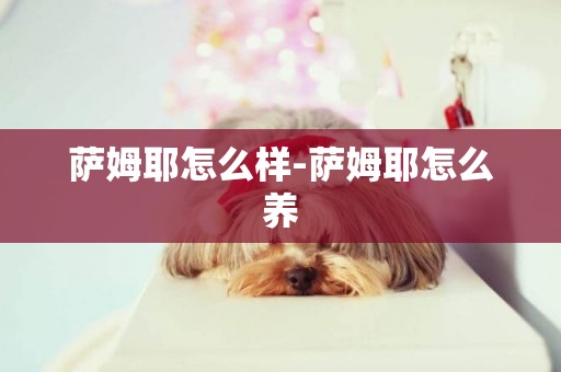 薩姆耶怎么樣-薩姆耶怎么養
