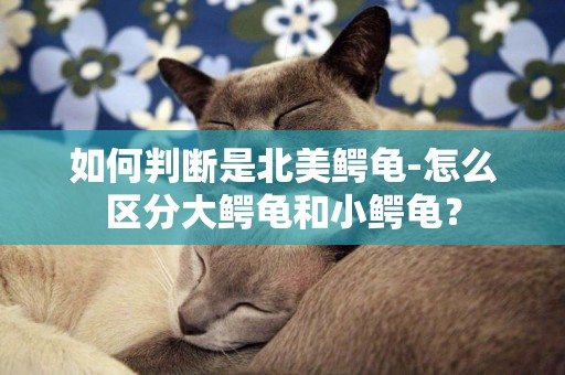 如何判斷是北美鱷龜-怎么區分大鱷龜和小鱷龜？
