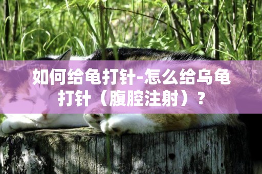 如何給龜打針-怎么給烏龜打針（腹腔注射）？