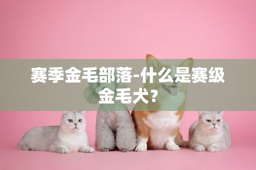 賽季金毛部落-什么是賽級金毛犬？