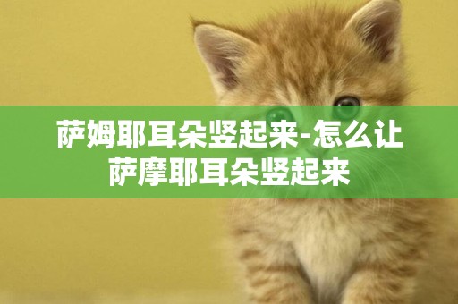 薩姆耶耳朵豎起來-怎么讓薩摩耶耳朵豎起來