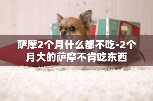 薩摩2個月什么都不吃-2個月大的薩摩不肯吃東西