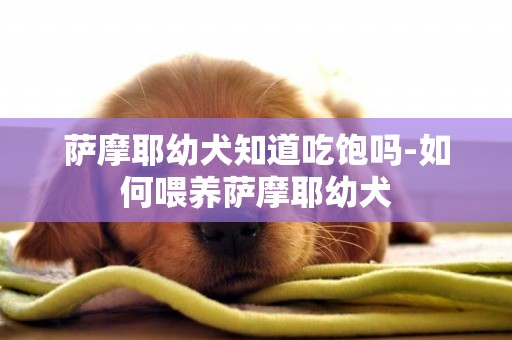 薩摩耶幼犬知道吃飽嗎-如何喂養薩摩耶幼犬