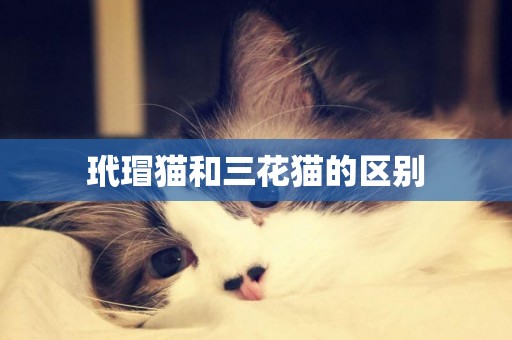 玳瑁貓和三花貓的區別
