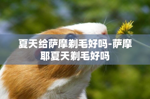 夏天給薩摩剃毛好嗎-薩摩耶夏天剃毛好嗎