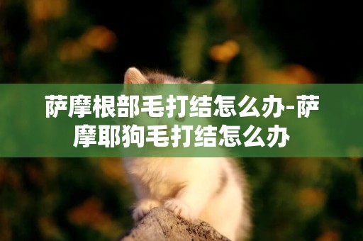 薩摩根部毛打結怎么辦-薩摩耶狗毛打結怎么辦