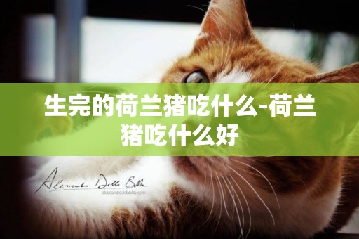 生完的荷蘭豬吃什么-荷蘭豬吃什么好