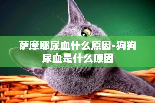 薩摩耶尿血什么原因-狗狗尿血是什么原因