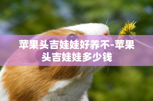 蘋果頭吉娃娃好養不-蘋果頭吉娃娃多少錢
