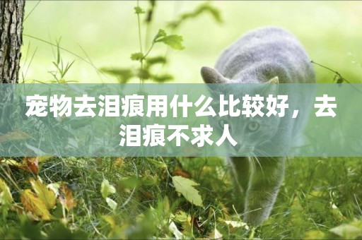 寵物去淚痕用什么比較好，去淚痕不求人 