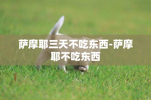 薩摩耶三天不吃東西-薩摩耶不吃東西