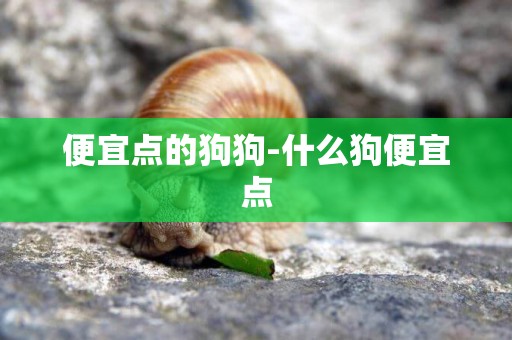 便宜點的狗狗-什么狗便宜點