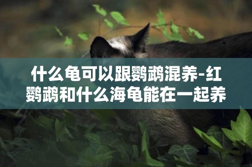 什么龜可以跟鸚鵡混養-紅鸚鵡和什么海龜能在一起養嗎