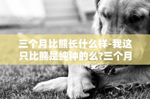 三個月比熊長什么樣-我這只比熊是純種的么?三個月大的