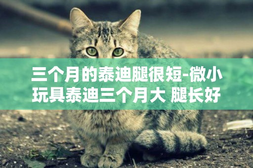 三個月的泰迪腿很短-微小玩具泰迪三個月大 腿長好嗎