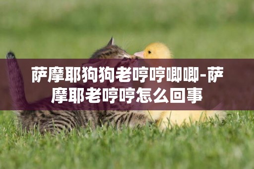 薩摩耶狗狗老哼哼唧唧-薩摩耶老哼哼怎么回事