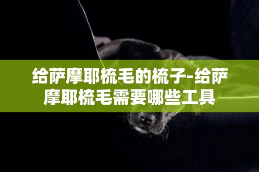 給薩摩耶梳毛的梳子-給薩摩耶梳毛需要哪些工具