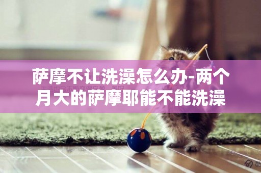 薩摩不讓洗澡怎么辦-兩個月大的薩摩耶能不能洗澡