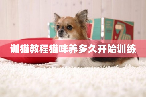 訓貓教程貓咪養多久開始訓練