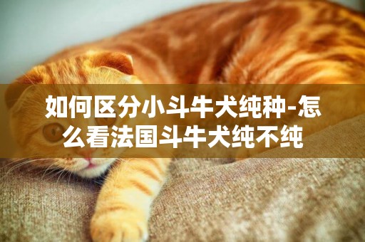 如何區分小斗牛犬純種-怎么看法國斗牛犬純不純
