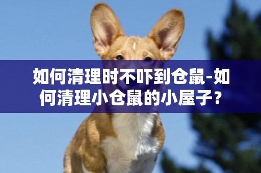 如何清理時不嚇到倉鼠-如何清理小倉鼠的小屋子？