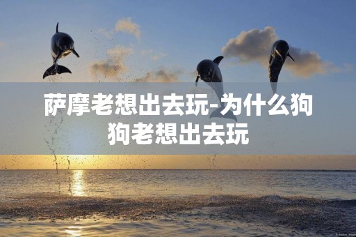 薩摩老想出去玩-為什么狗狗老想出去玩