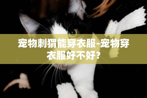 寵物刺猬能穿衣服-寵物穿衣服好不好？
