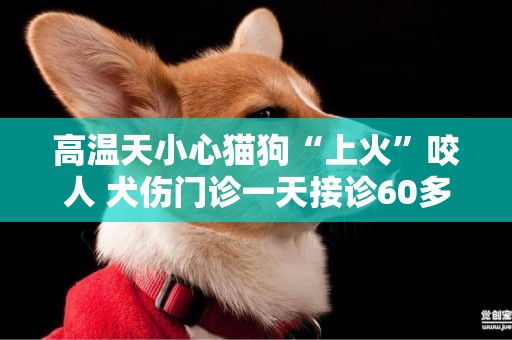 高溫天小心貓狗“上火”咬人 犬傷門診一天接診60多例 
