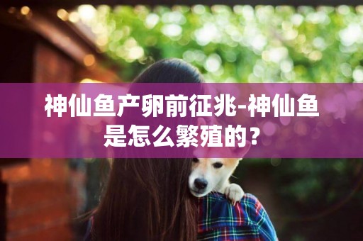 神仙魚產卵前征兆-神仙魚是怎么繁殖的？
