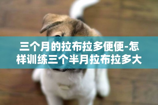 三個月的拉布拉多便便-怎樣訓練三個半月拉布拉多大小便