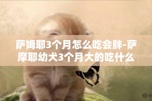 薩姆耶3個月怎么吃會胖-薩摩耶幼犬3個月大的吃什么好？