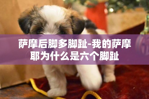 薩摩后腳多腳趾-我的薩摩耶為什么是六個腳趾