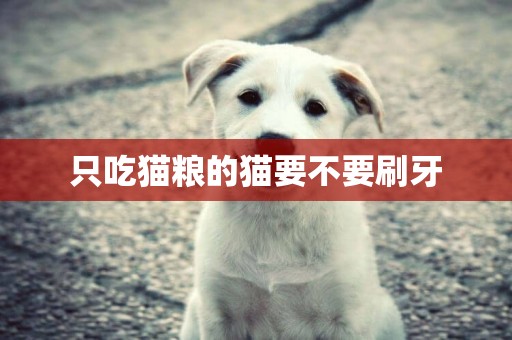 只吃貓糧的貓要不要刷牙
