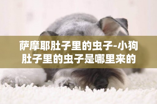薩摩耶肚子里的蟲子-小狗肚子里的蟲子是哪里來的
