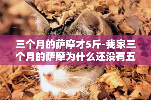 三個月的薩摩才5斤-我家三個月的薩摩為什么還沒有五斤