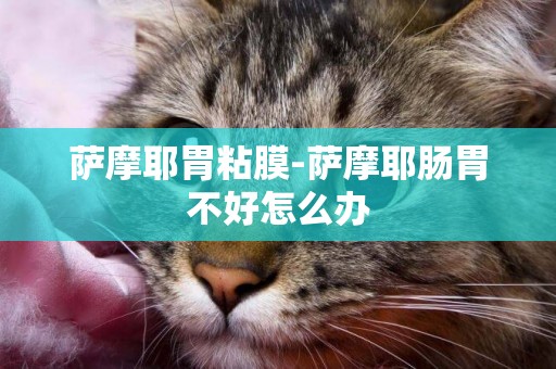 薩摩耶胃粘膜-薩摩耶腸胃不好怎么辦