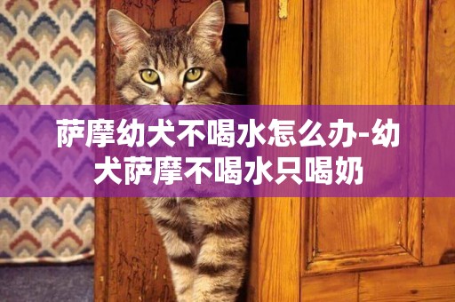 薩摩幼犬不喝水怎么辦-幼犬薩摩不喝水只喝奶