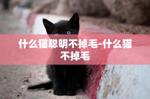 什么貓聰明不掉毛-什么貓不掉毛